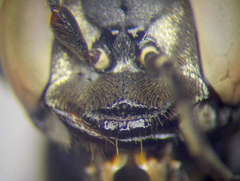 Tachysphex subdentatus