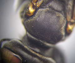 Tachysphex subdentatus