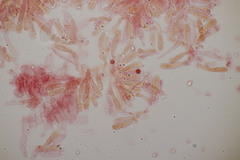 Tricholoma album