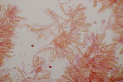 Tricholoma album