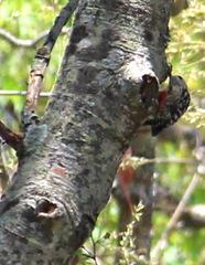 Leiopicus mahrattensis