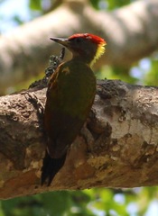Picus chlorolophus