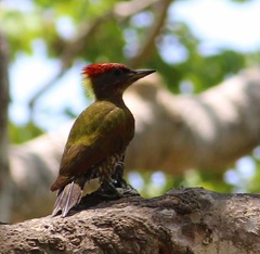 Picus chlorolophus