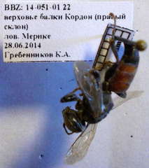 Tachysphex subdentatus