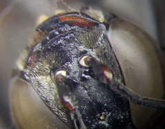 Tachysphex subdentatus