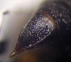 Tachysphex subdentatus