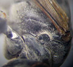 Tachysphex subdentatus