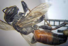 Tachysphex subdentatus