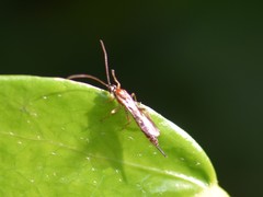 Tromatobia lineatoria