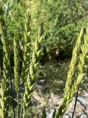 Triticum aestivum