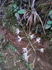 Ainsliaea macroclinidioides