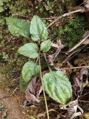 Ainsliaea macroclinidioides