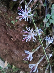 Ainsliaea macroclinidioides