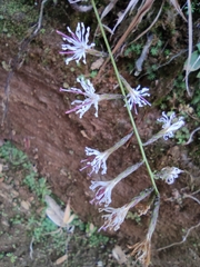 Ainsliaea macroclinidioides