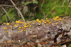 Calocera furcata