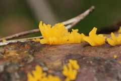 Calocera furcata