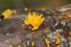 Calocera furcata