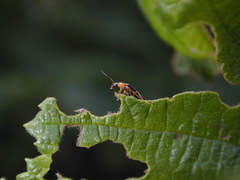 Rhagonycha
