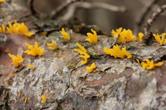 Calocera furcata