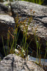 Juncus pelocarpus