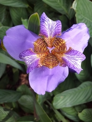 Trimezia coerulea