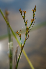 Juncus pelocarpus