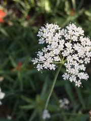 Perideridia parishii latifolia