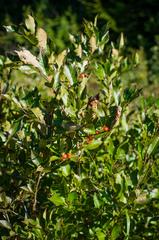 Ilex laevigata