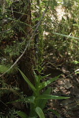 Platanthera limosa