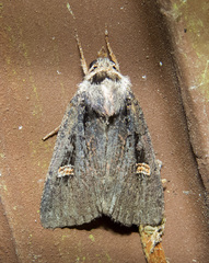 Adelphagrotis indeterminata