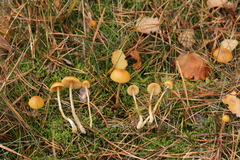 Galerina pumila