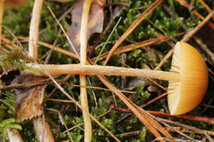 Galerina pumila