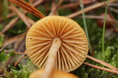 Galerina pumila