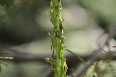 Platanthera limosa