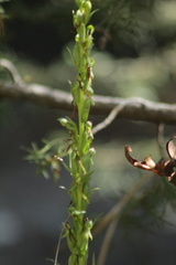Platanthera limosa