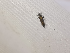 Euspilapteryx auroguttella