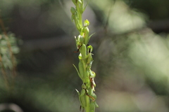 Platanthera limosa