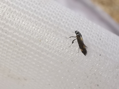 Euspilapteryx auroguttella