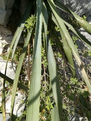 Dasylirion berlandieri