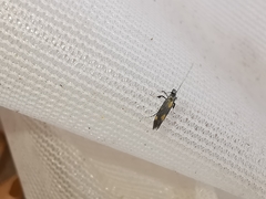 Euspilapteryx auroguttella