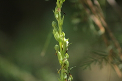Platanthera limosa