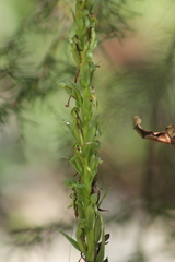 Platanthera limosa
