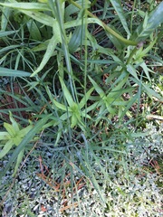 Perideridia parishii latifolia