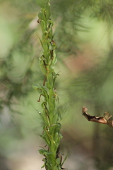 Platanthera limosa