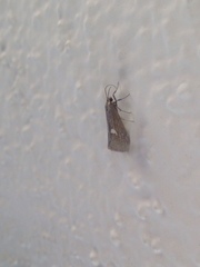 Cisthene liberomacula