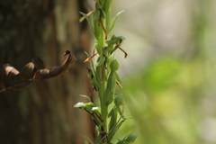 Platanthera limosa
