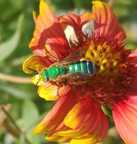 Brown-winged Striped Sweat Bee