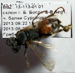 Tachytes freygessneri