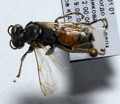 Tachytes freygessneri