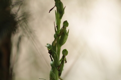 Platanthera limosa